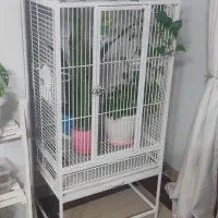 سهره اهوازی جوجه قفس