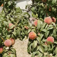 فروش باغ در شهر سامان