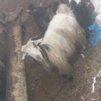 بز فروشی|حیوانات مزرعه|مسجد سلیمان, |دیوار