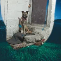 سگ دورگه سرابی