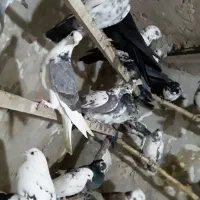 حدودا۳۰تا کفتر تهرانی ازاصفهان|پرنده|مشهد, شهید بصیر|دیوار