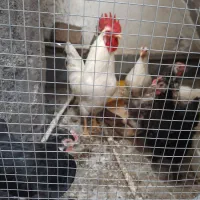 مرغ و خروس نژاد دار