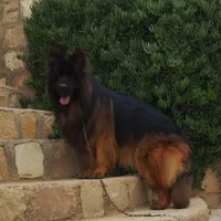 توله ژرمن نر ۷۰ روزه فوق حرفه ای