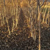 نهالستان معتبر ما انتخاب اول باغداران حرفه ای