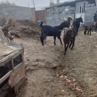 نر بز جلورو گله ای کوهستانی