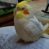 گمشده|پرنده|تربت جام, فاز ۳ فرهنگیان|دیوار