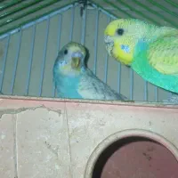 مرغ عشق نر مست رینبو رنگین‌کمانی بالغ