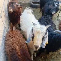 کره نر|حیوانات مزرعه|یزد, |دیوار