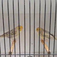 فروش تعدادی قناری رنگی|پرنده|فردیس, نسترن شرقی|دیوار
