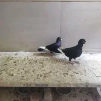 با سلام کبوتر قارا  سوری|پرنده|قزوین, |دیوار