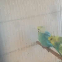 مرغ عشق رینبو و عروس هلندی آلبینو