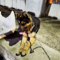 سگ ژرمن اصل 8 تومن