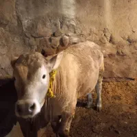 ۳۰۰۰۰۰۰۰|حیوانات مزرعه|هشترود, |دیوار