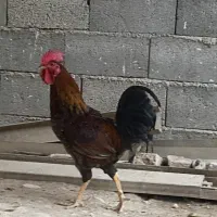 خروس کوردی|حیوانات مزرعه|سرپل ذهاب, |دیوار