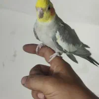 عروس هلندی سخنگو