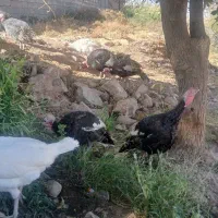 بوقلمون محلی