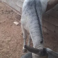 الاغ گله ای ماده ( حمار )