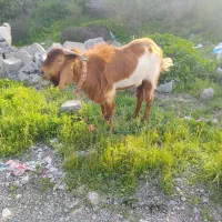 نر داشتی|حیوانات مزرعه|رودان, |دیوار