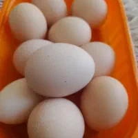 تخم نطفه دار محلی تازه