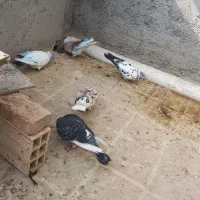 کبوتر اوچان|پرنده|پارس‌آباد, |دیوار