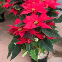 گلخانه در رضاشهر