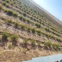 نهال زرشک