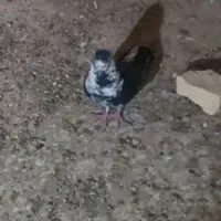تار شده