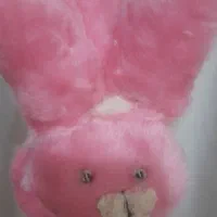 گوشگیر زیبا