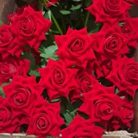 گل رز مخمل بسته ۵۰تایی هر شاخه ۲۵هزار