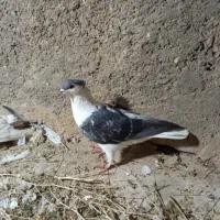 کفتر ساده افغانی کاکلی ماده پاک