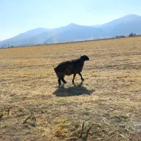 شیشک قوچ جوان|حیوانات مزرعه|پاسارگاد, |دیوار