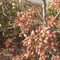 زمین مشجر پسته|فروش دفتر صنعتی، کشاورزی، تجاری|فردوس (کرمان), |دیوار