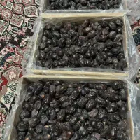 خرمای مضافتی|خوردنی و آشامیدنی|بم, |دیوار