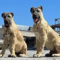 سگ سراب و کنکورسو درشت نگهبان