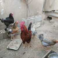 مرغ خروس محلی