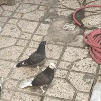 کبوتر|پرنده|مشهد, بهمن|دیوار