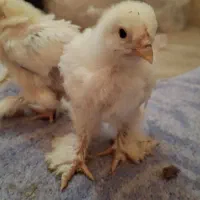 جوجه برهما لایت 14 روزه