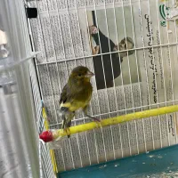 قناری|پرنده|رشت, سعدی (تختی)|دیوار