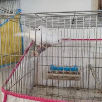 قناری|پرنده|ابهر, |دیوار