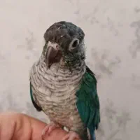 گرینچیک|پرنده|همدان, |دیوار