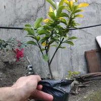 شمشاد طلایی|گل و گیاه طبیعی|خرمآباد (تنکابن), |دیوار