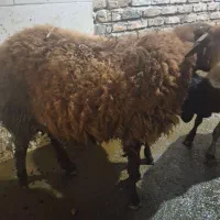 نر بره و بره ماده