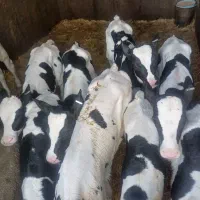 گاو گوساله تلیسه|حیوانات مزرعه|اصفهان, گرکان|دیوار