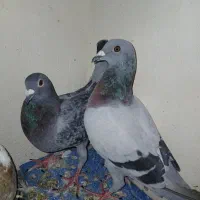 کفتر پلاکی