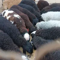 بره نر کشتاری