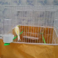 جفت قناری|پرنده|خواف, |دیوار