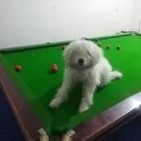 سگ  تربیت شده