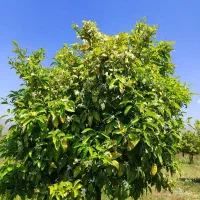بهار نارنج