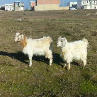 ۲ راس نر بزغاله + ۱ راس مآده بزغاله