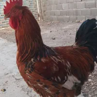 یک عدد خروس برای قربانی